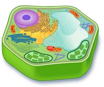 imteaz_bengalansis_1290576071_1-plant_cell