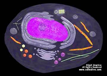 imteaz_bengalansis_1290576195_3-animal_cell